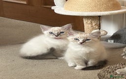 Ragdoll cats for sale: 😻 2 HANDSOME 11 WEEK OLD MALE RAGDOLL KITTENS 😻 - Image 1