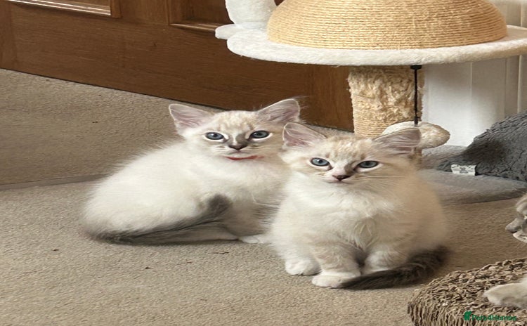 Ragdoll cats - Advert 5