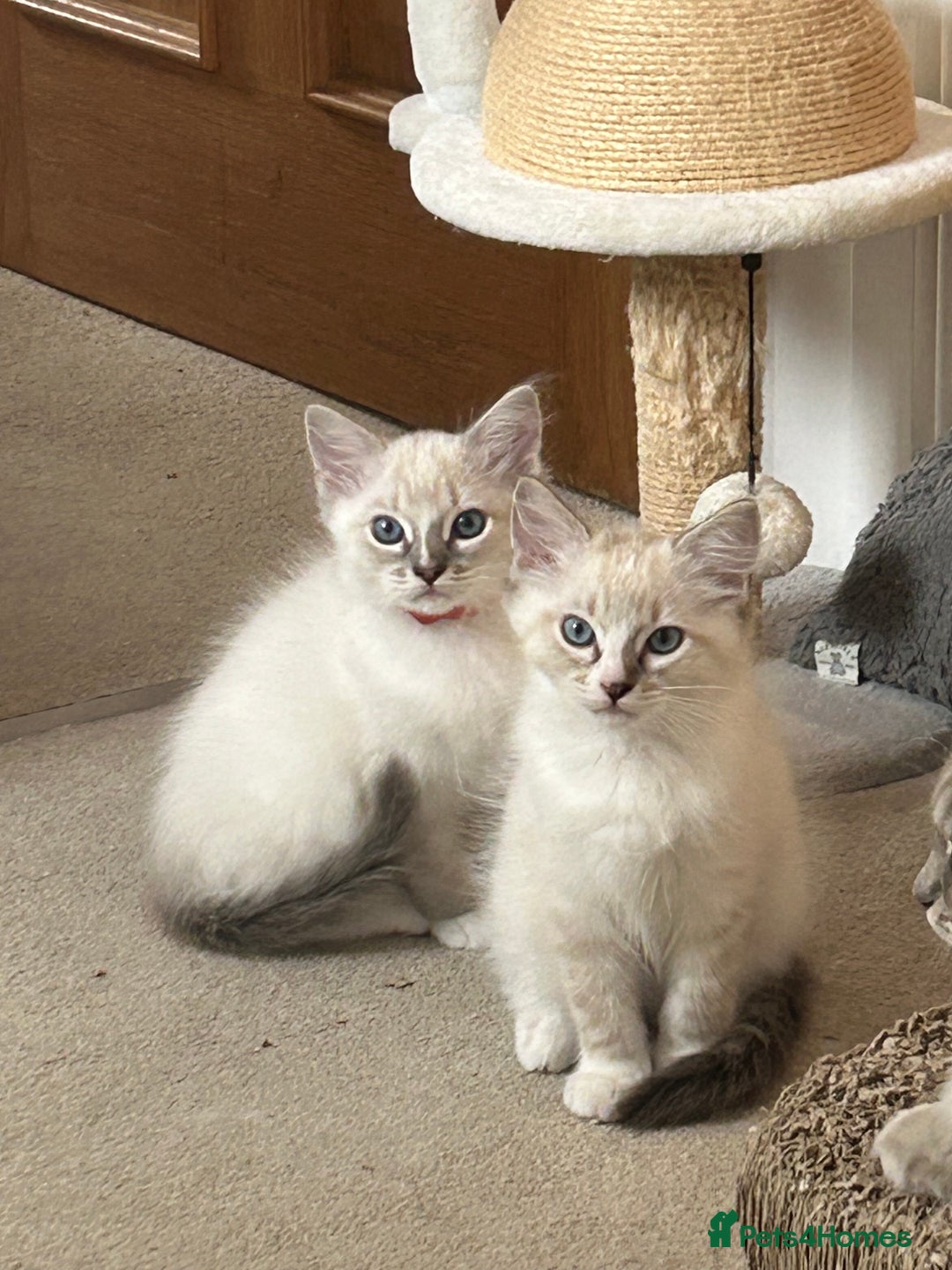Ragdoll cats for sale: 😻 2 HANDSOME 11 WEEK OLD MALE RAGDOLL KITTENS 😻 - Image 1