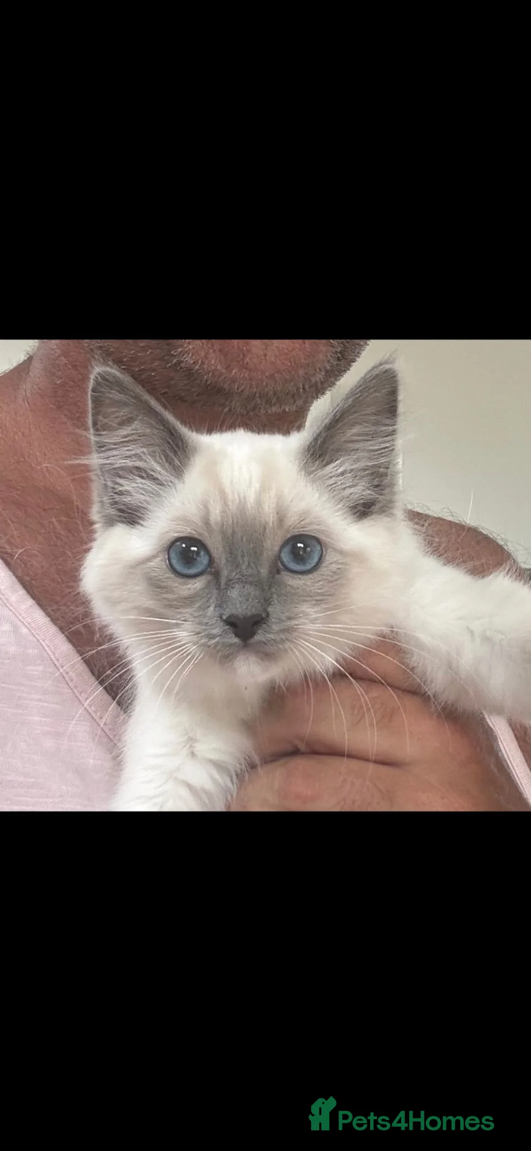 Ragdoll cats for sale: Ragdoll kittens  - 11 weeks old.  Ready now - Advert 2