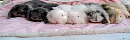French Lop rabbits for sale: French Lop Rabbits – Ready from 4th September - Advert 1