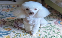 Miniature Poodle dogs for stud: KC miniature poodle, phantom and parti carrier  in Bolton - Image 15