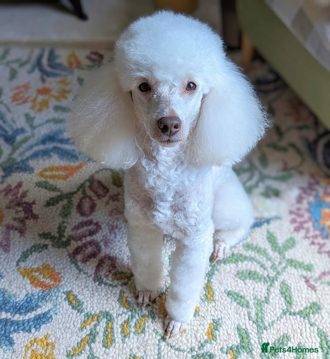 Miniature Poodle dogs for stud: KC miniature poodle, phantom and parti carrier  in Bolton - Image 15