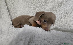 Miniature Dachshund dogs for sale: REDUCED !! Miniature dachshund puppies kc reg   - Image 20
