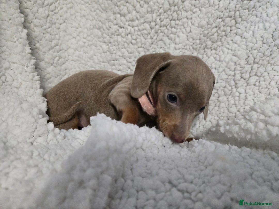 Miniature Dachshund dogs for sale: REDUCED !! Miniature dachshund puppies kc reg   - Image 20
