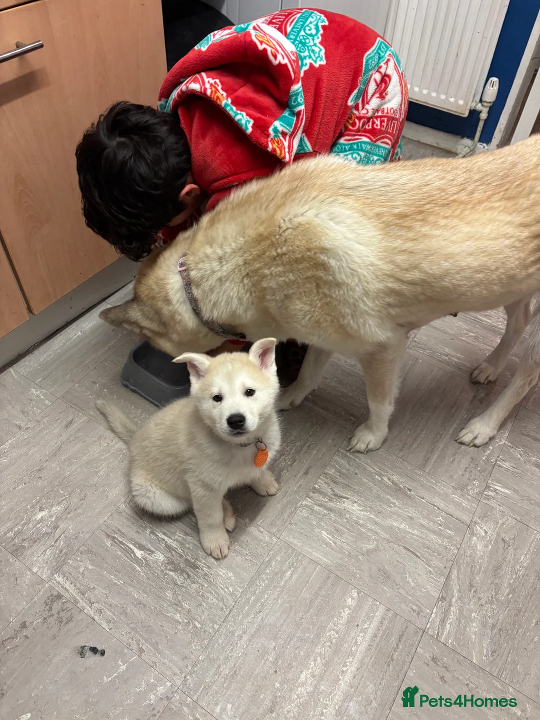 Huskita dogs for sale: Huskita puppies - Advert 24