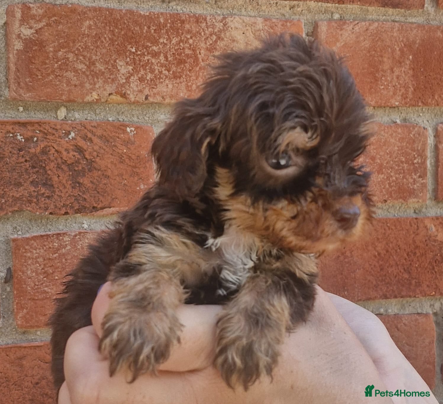 Cockapoo dogs Stunning toy cockapoo puppy's for sale  - Advert 2