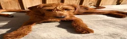 Labradoodle dogs for sale: keiras red fox miniature labradoodles  - Advert 26