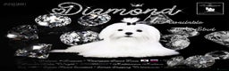 Maltese dogs for stud: STUNNING 💎DIAMOND💎 OPEN AT STUD HEALTH TESTED in Grays - Advert 1