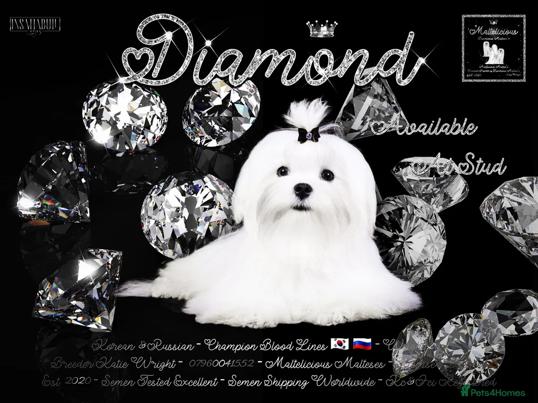 Maltese dogs for stud: STUNNING 💎DIAMOND💎 OPEN AT STUD HEALTH TESTED in Grays - Advert 1