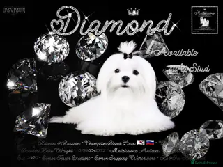 Maltese dogs STUNNING 💎DIAMOND💎 OPEN AT STUD HEALTH TESTED in Grays - Advert 6