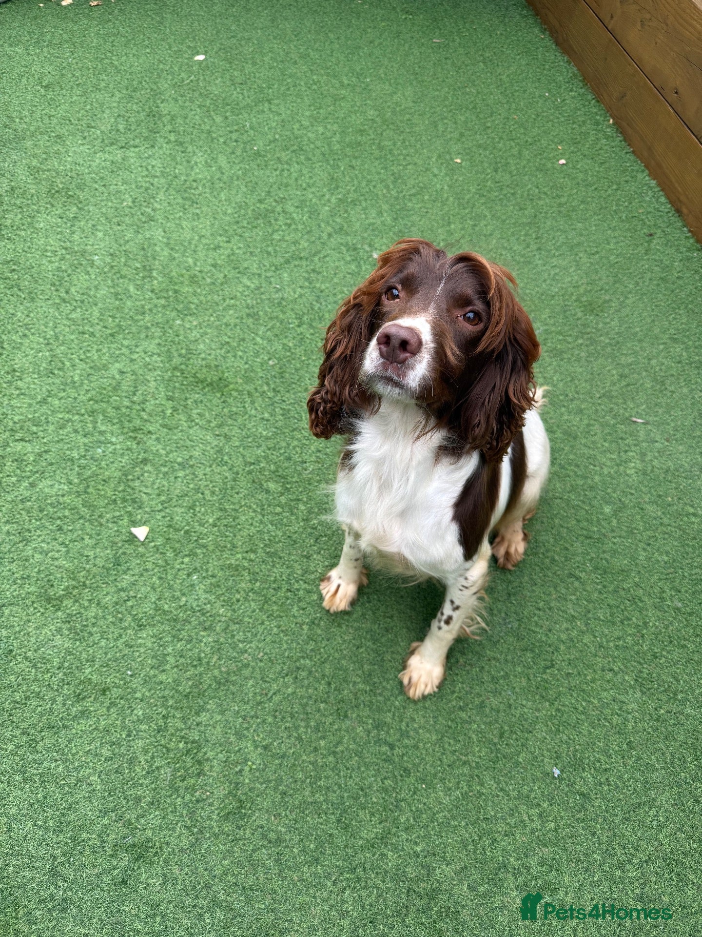 English Springer Spaniel dogs  OUR LOVELY ANNIE LOOKING FOR A VERY SPECIAL HOME - Advert 12
