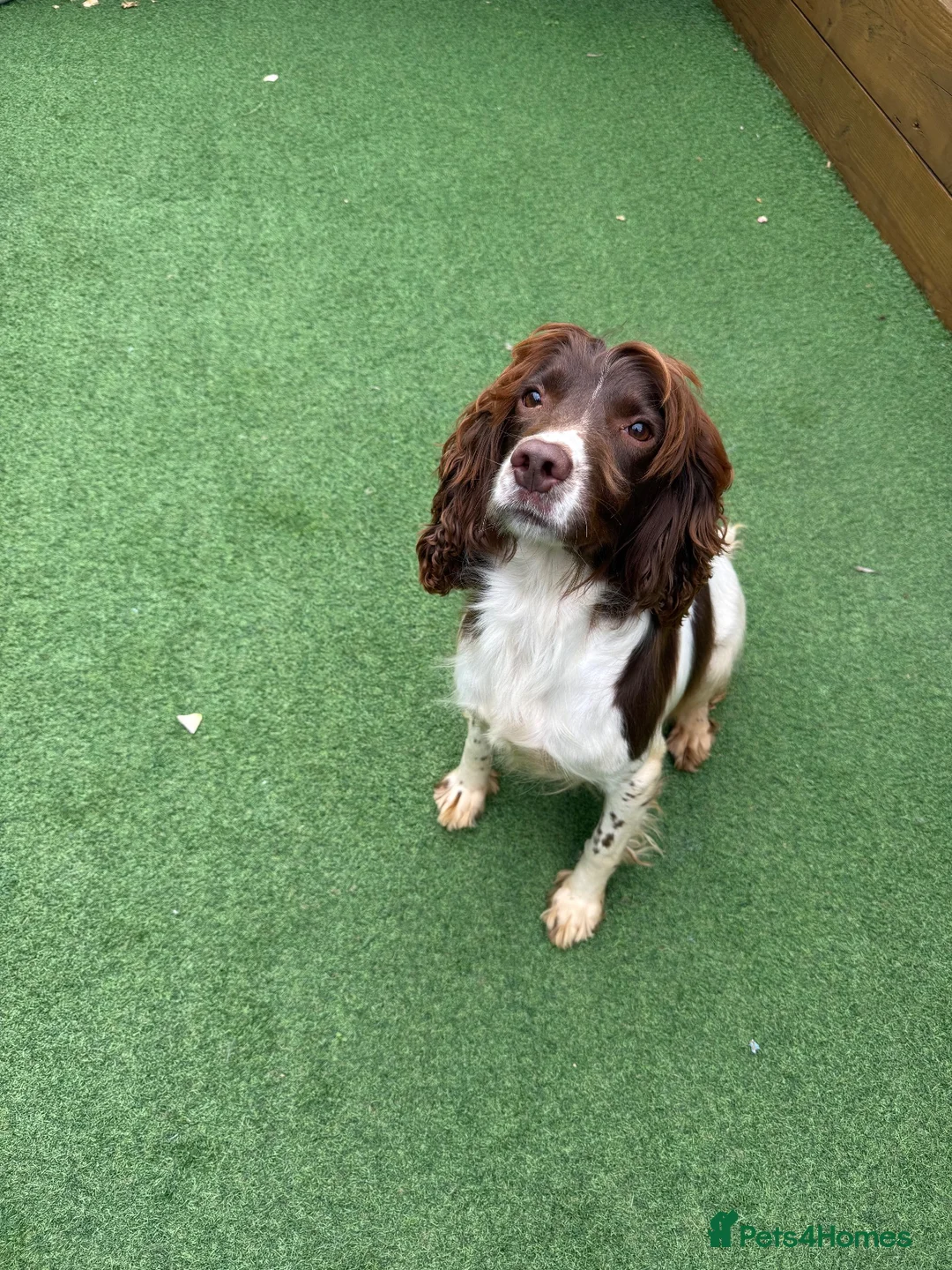English Springer Spaniel dogs for sale:  OUR LOVELY ANNIE LOOKING FOR A VERY SPECIAL HOME in Doncaster - Advert 1