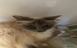 Birman cats for sale: Registered Rare Birman Kittens! - Image 5