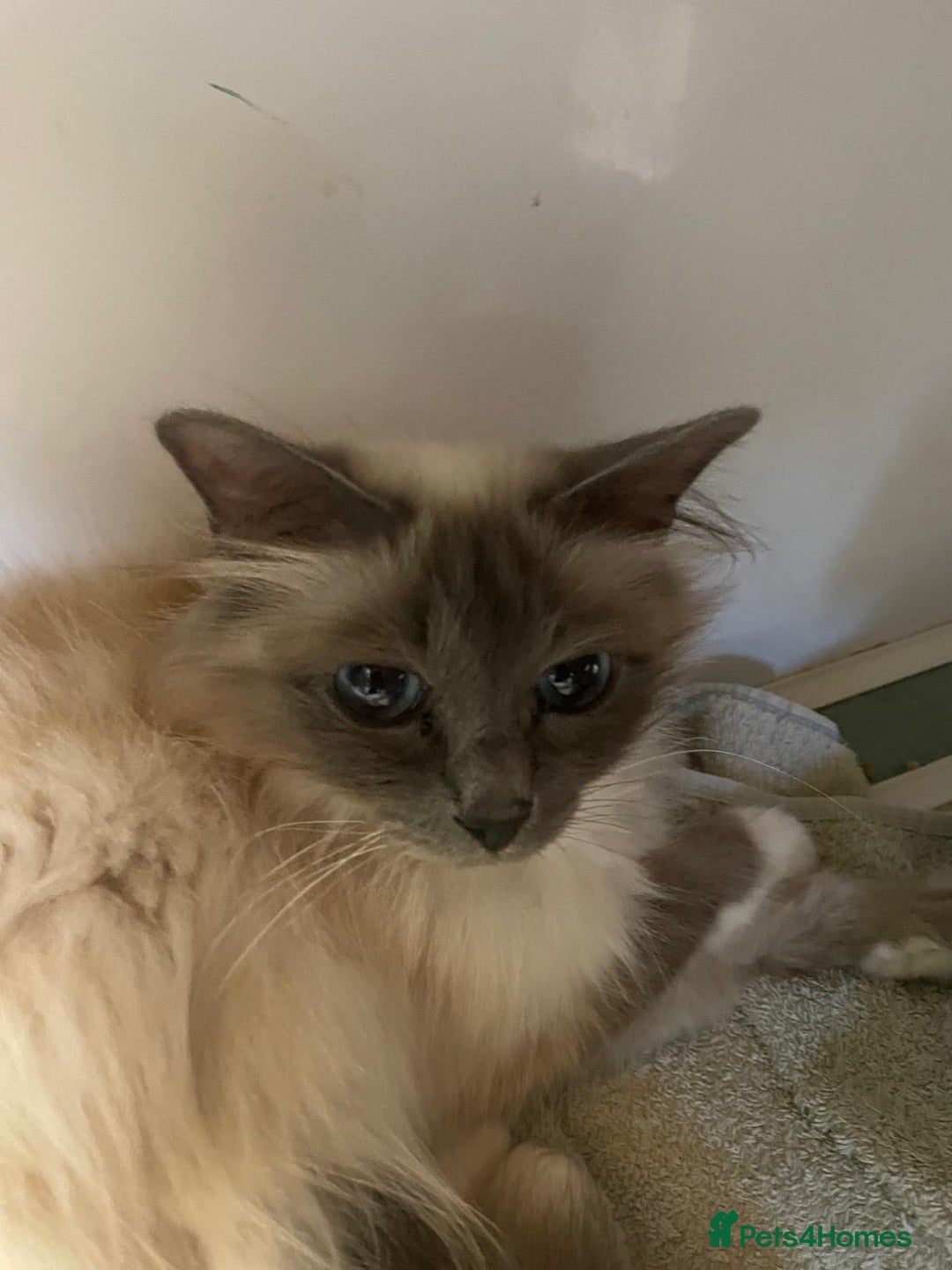 Birman cats for sale: Registered Rare Birman Kittens! - Image 5