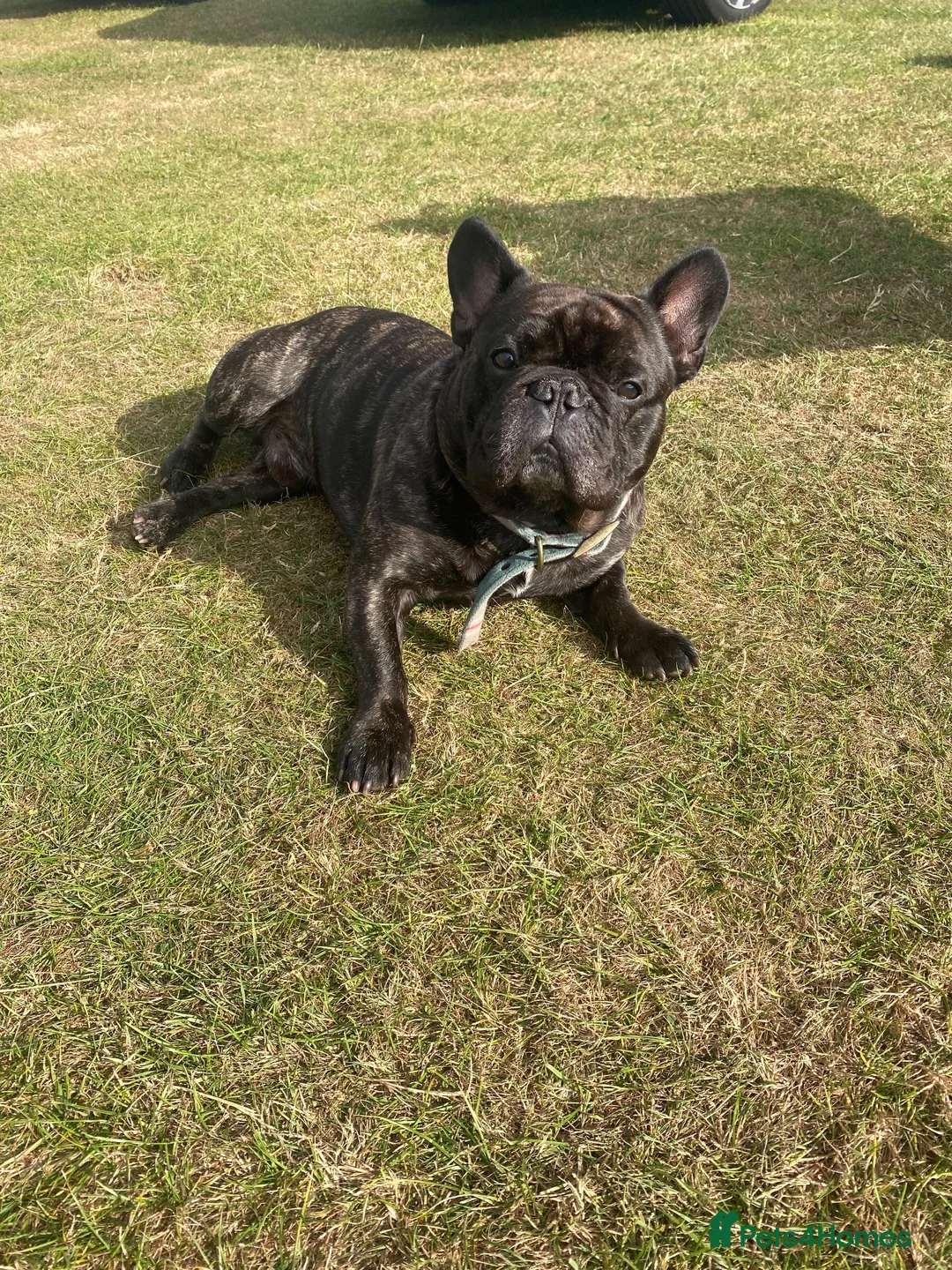 French Bulldog dogs for sale: Max - French Bulldog  in Oldham - Advert 12