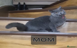 British Shorthair cats for sale: British shorthair kittens  - Image 3
