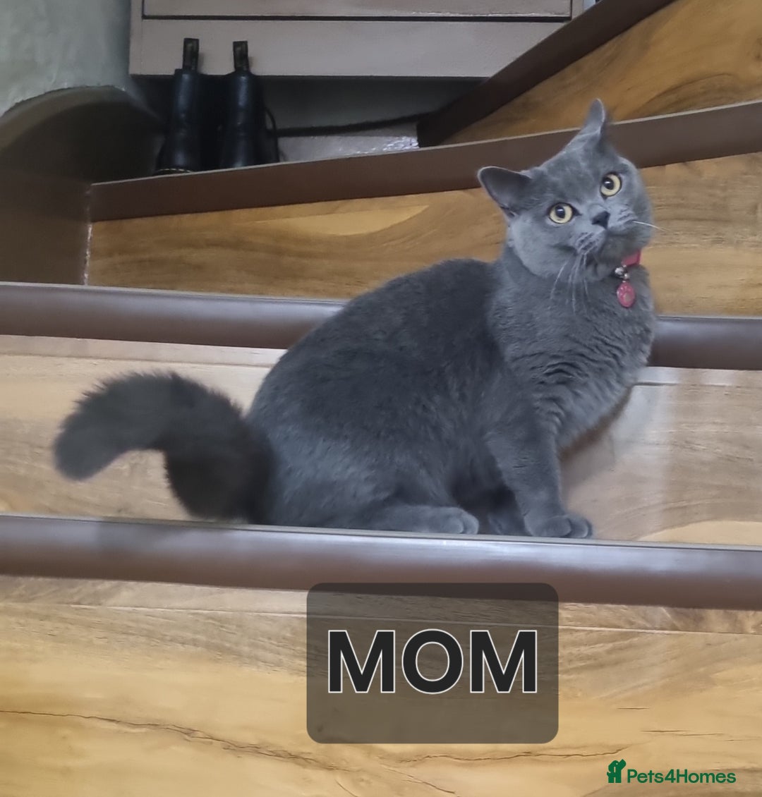 British Shorthair cats for sale: British shorthair kittens  - Image 3