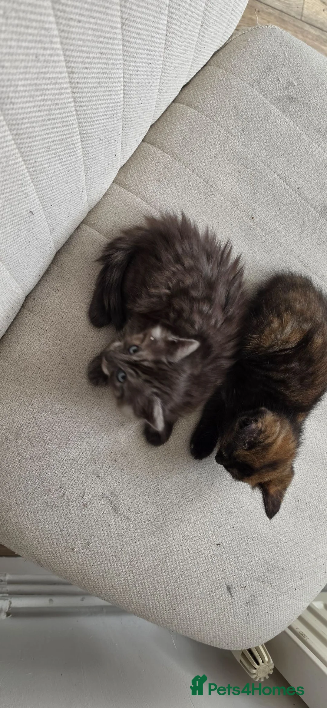 Mixed Breed cats for sale: Maine coon kittens available in Peterborough - Advert 14
