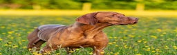 Hungarian Vizsla dogs for sale: Ready to leave KC Registered Vizsla Puppy  - Advert 18
