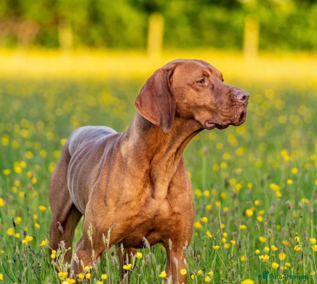 Hungarian Vizsla dogs for sale: Ready to leave KC Registered Vizsla Puppy  - Advert 18