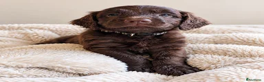 Sproodle Black boy
