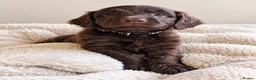 Mixed Breed dogs for sale: Beautiful Sproodle Puppies ready In 1 week! - Advert 30
