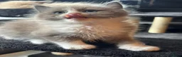 Ragdoll cats for sale: Full pedigree registered tica mink/sepia babies  - Advert 10