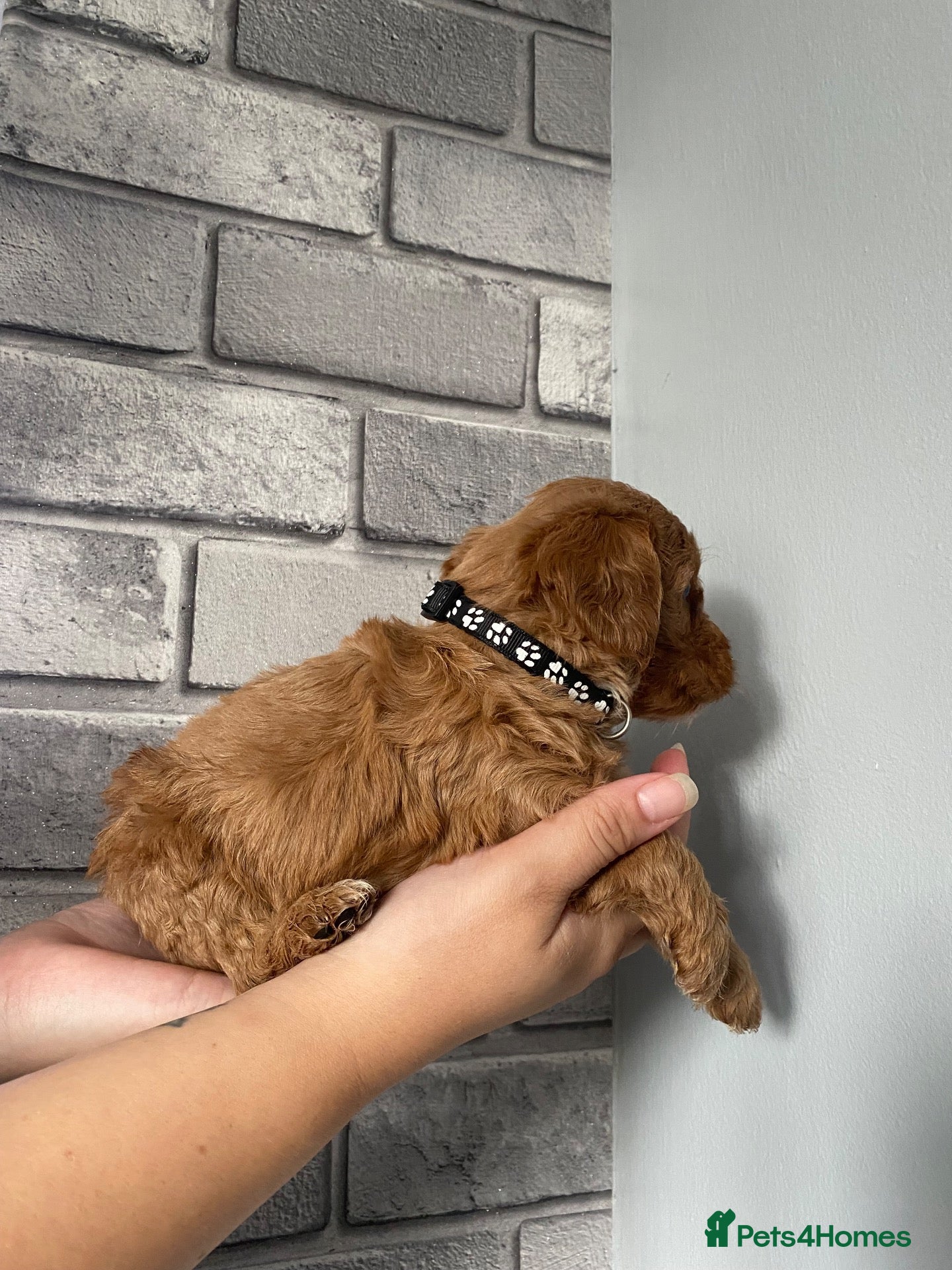 Cavapoo dogs **2 Beautiful female Cavapoo pups left** - Advert 2