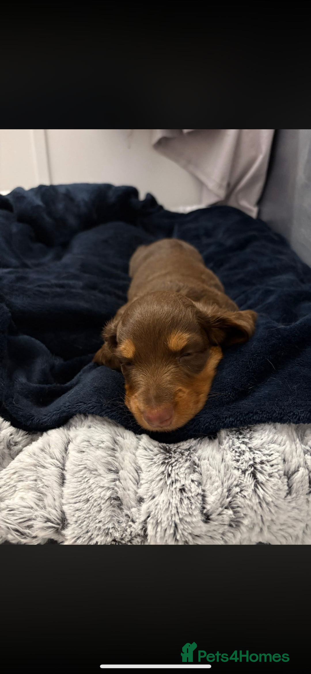 Miniature Dachshund dogs for sale: PRICE REDUCED Cute long hair chocolate dachshunds  - Advert 16