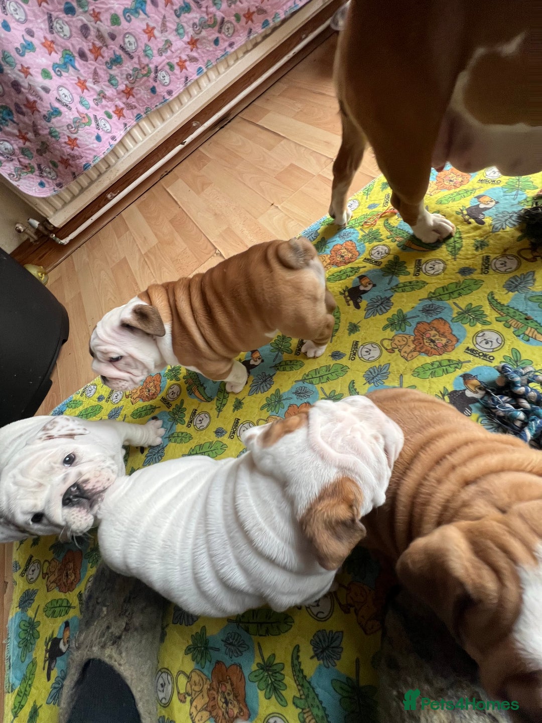 English Bulldog dogs for sale: English bulldogs - Advert 40