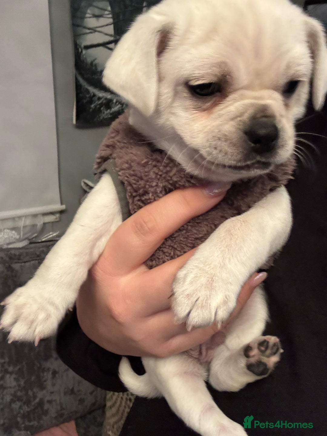 Chug dogs for sale: Lovely playful Chihuahua x Pug Puppies Boys Girls  - Advert 3