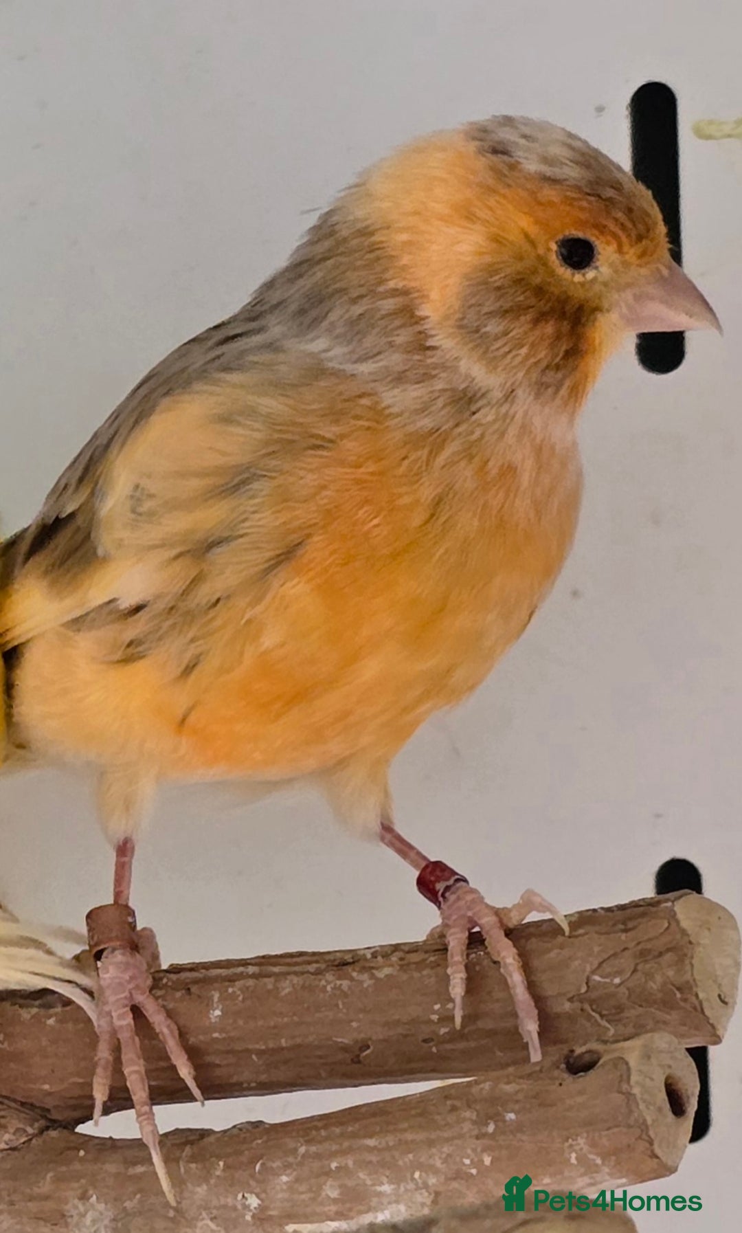 Canaries birds for sale: Gorgeous cute canaries available now!!! - Advert 14