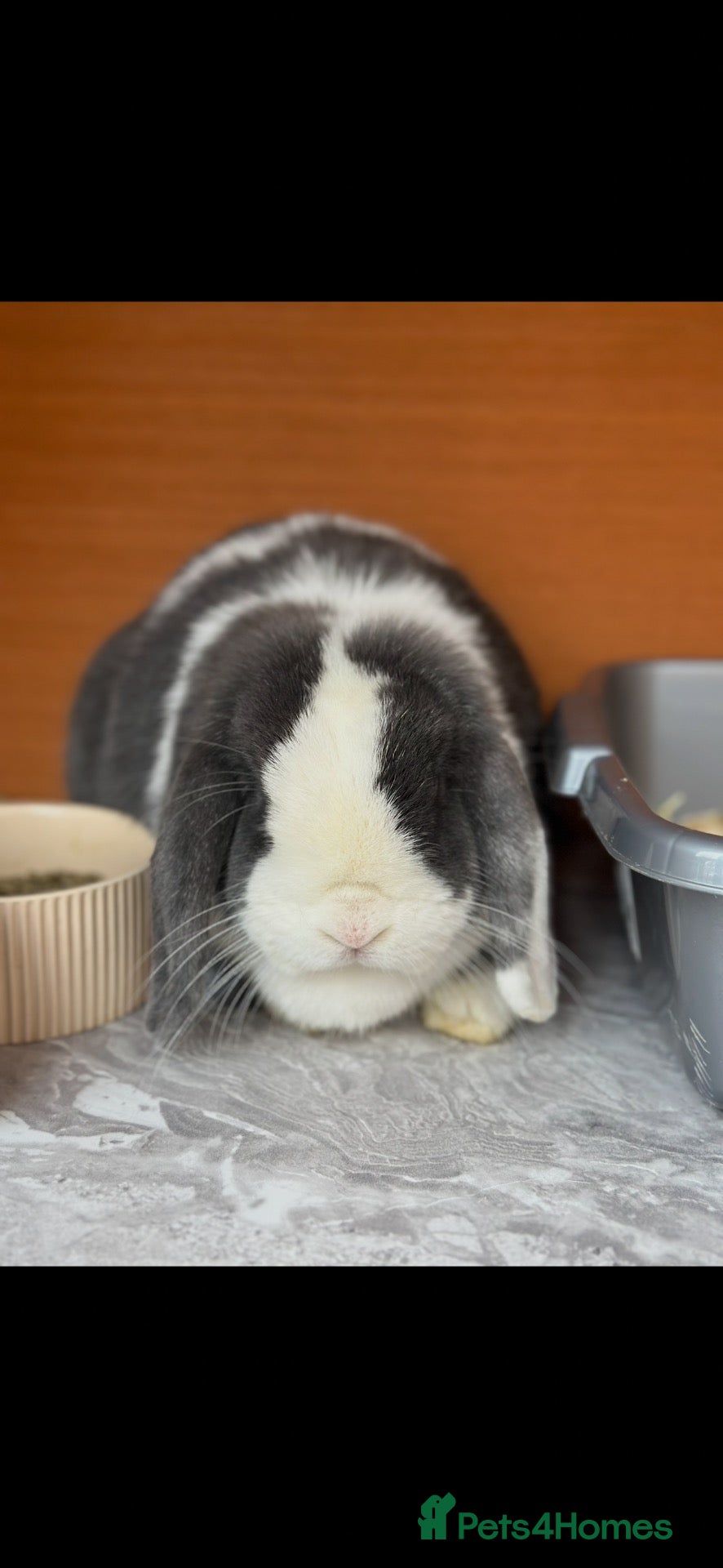 Mini Lop rabbits Gorgeous Minilop Doe🤍 - Advert 2