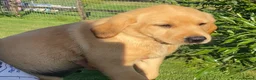 Labrador Retriever dogs for sale: KC Registered Labrador Retriever puppies  - Advert 19