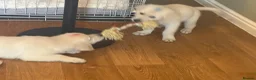 Golden Retriever dogs for sale: Pure Gentle Golden Retriever puppies  - Advert 3