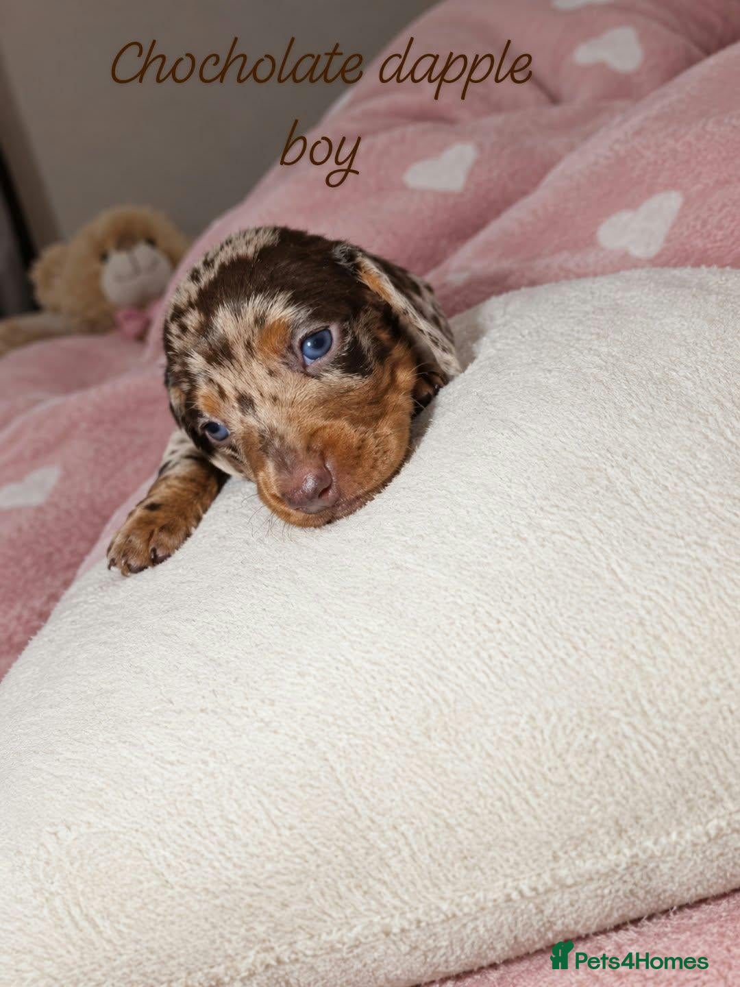 Miniature Dachshund dogs Stunning Dachshund Puppies❤️Reservations Now Open! - Advert 1
