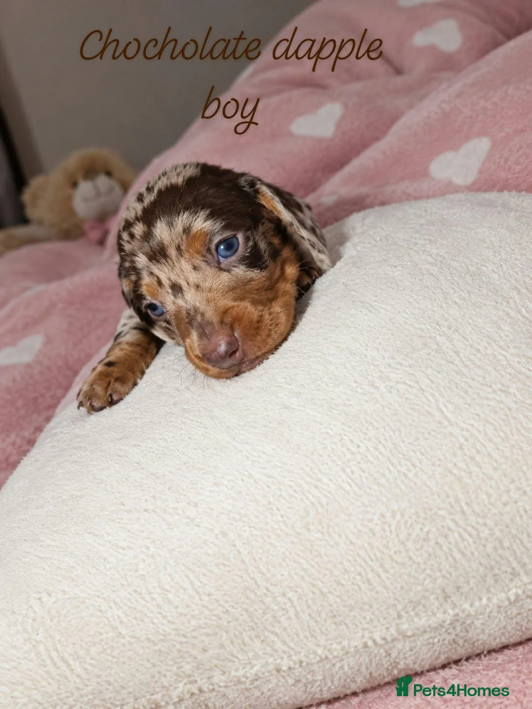 Miniature Dachshund dogs for sale: Stunning Dachshund Puppies❤️Reservations Now Open! - Advert 2