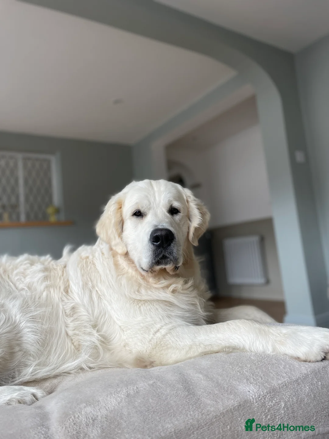 Golden Retriever dogs for stud: Cream Golden Retriever Stud in Beverley - Advert 8