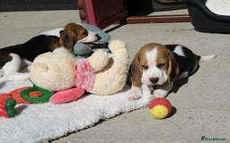Beagle dogs for sale: Stunning KC Reg Beagle Pups - Ready Now - Image 16
