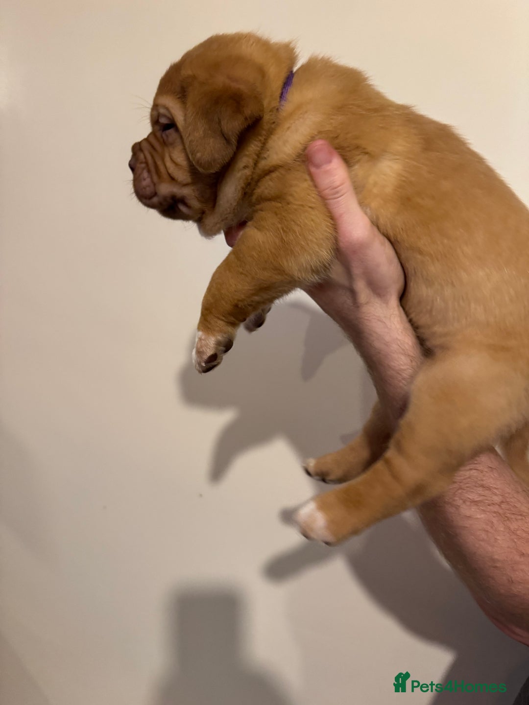 Dogue De Bordeaux dogs for sale: Dogue de Bordeaux pups for sale - Advert 2
