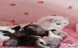 Mixed Breed cats for sale: Persian Chinchilla Cross Kittens - Image 27