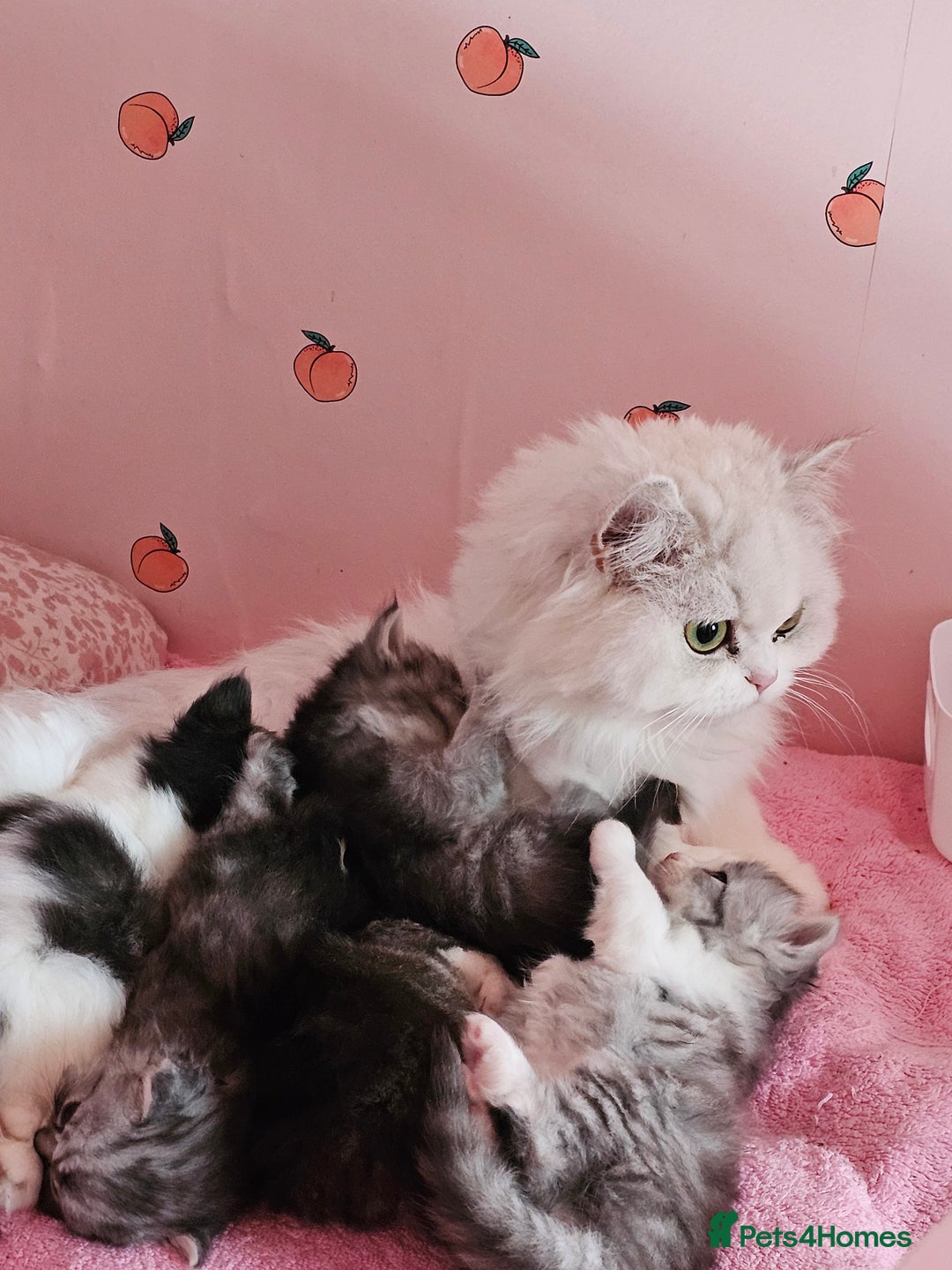 Mixed Breed cats for sale: Persian Chinchilla Cross Kittens - Image 27