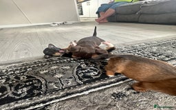 Jack Russell dogs for sale: 4. Beautiful Jack Russell. Pups - Image 10