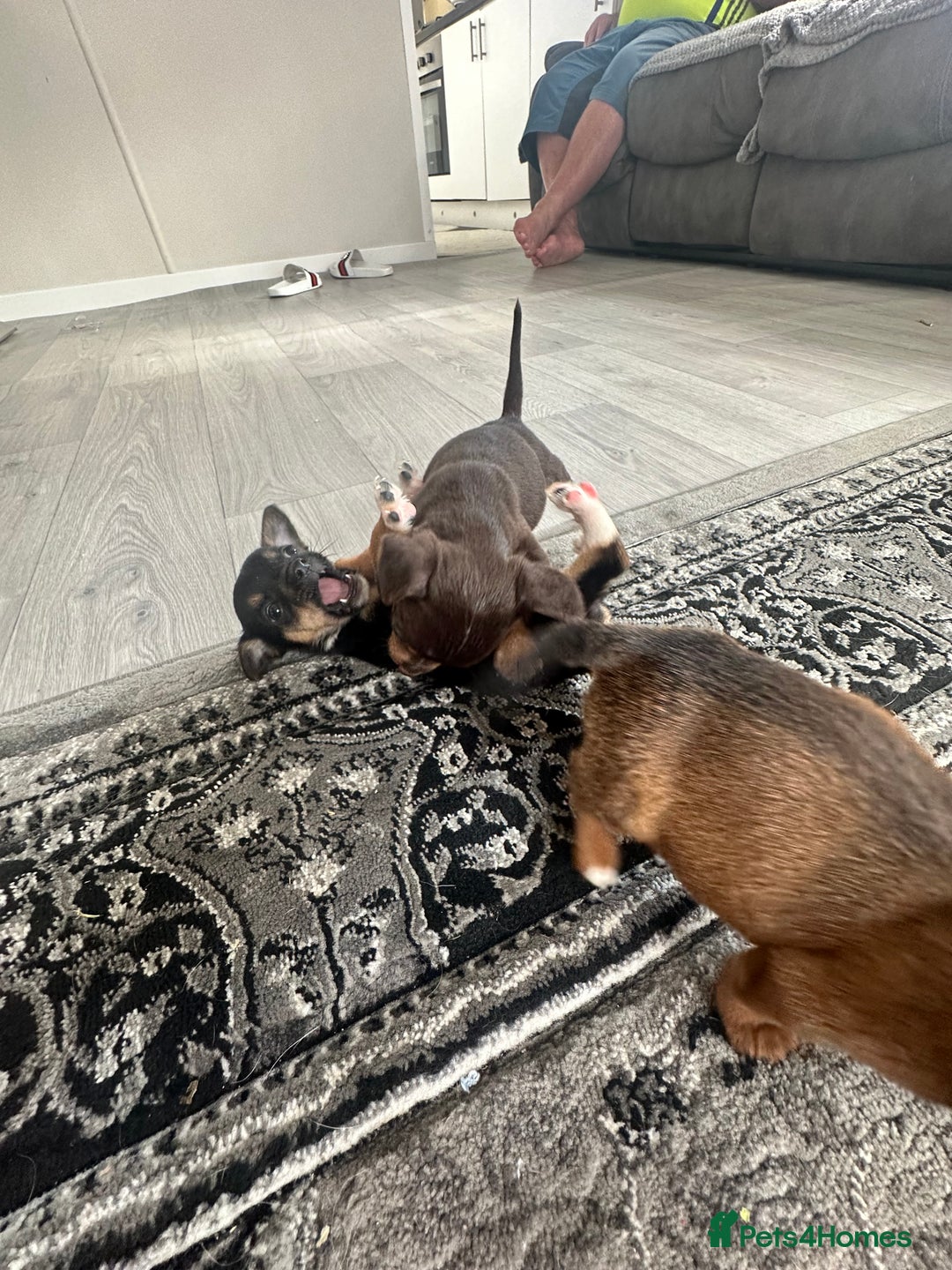 Jack Russell dogs for sale: 4. Beautiful Jack Russell. Pups - Image 10