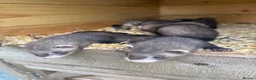 Ferret rodents for sale: Ferret kits  - Advert 5