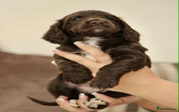 Cockapoo dogs for sale: Adorable Cockerpoo puppies F1B - Image 4