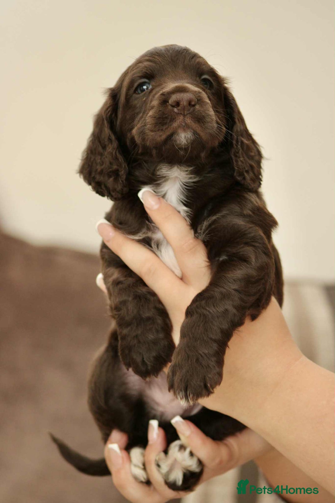 Cockapoo dogs for sale: Adorable Cockerpoo puppies F1B - Image 4