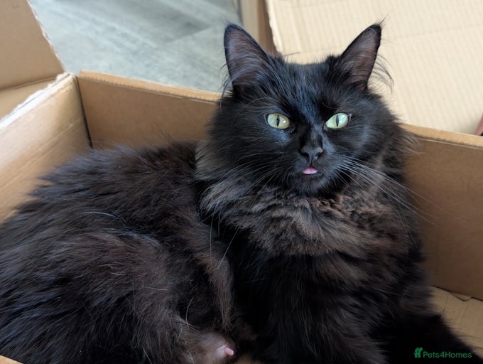 Gallery Image {{count}}