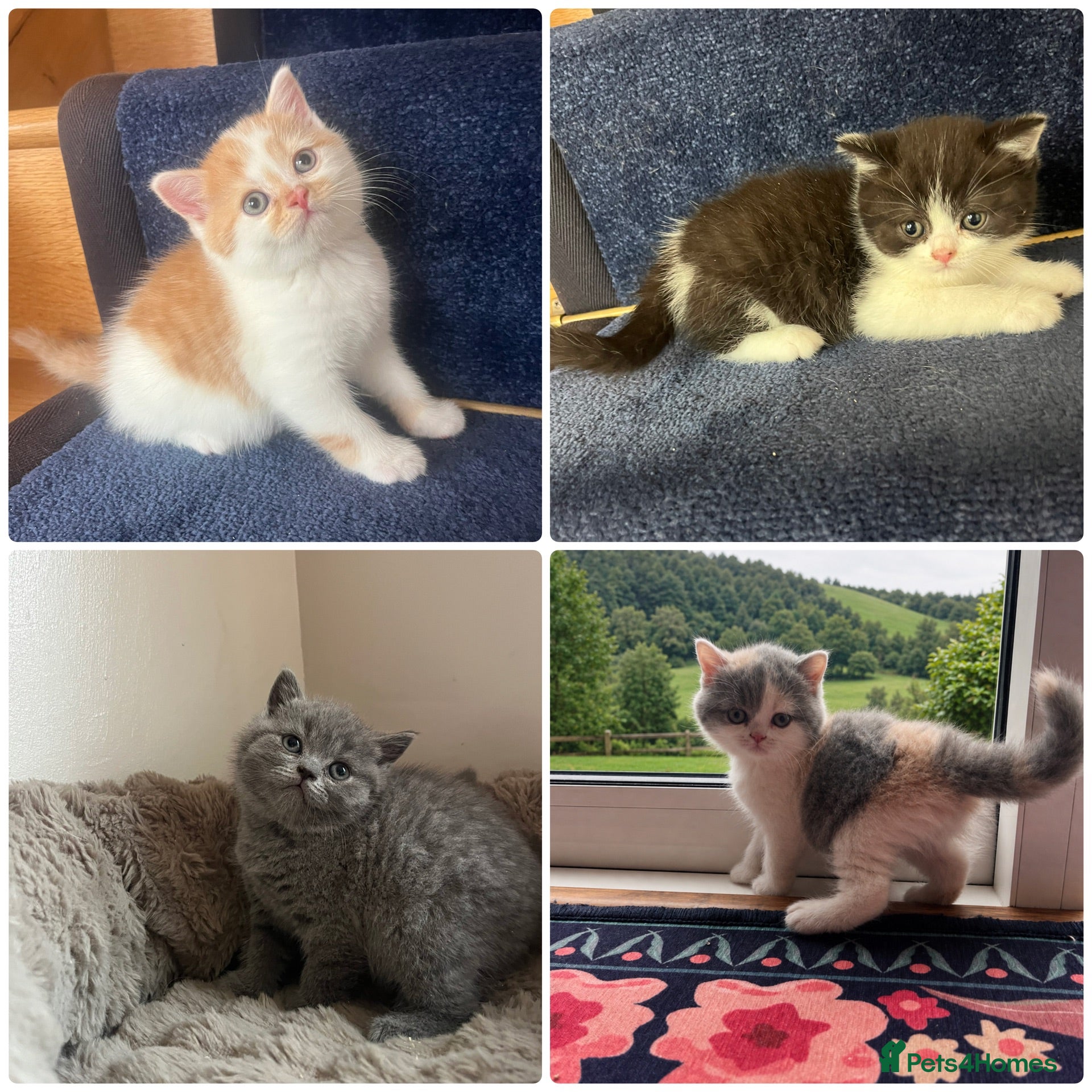 British Shorthair cats British short hair kittens  - Advert 1
